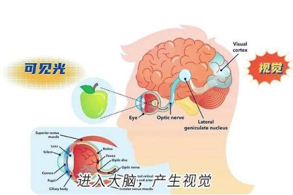 视网膜光凝术的注意事项