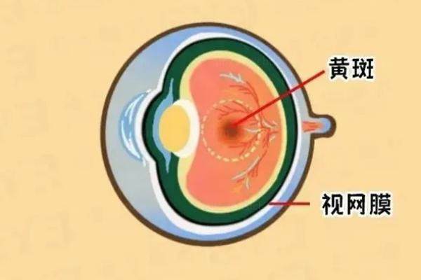 义眼多少钱
